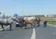Imagini șocante pe A1! Cai lăsați liberi pe șosea, omorâți de mașini