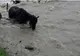 Tragedie în mijlocul vâltorii! A neglijat furia apelor şi a plătit cu viaţa