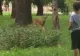Surpriză colosală pentru vizitatorii unui parc: căprioare la plimbare 
