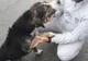 Câinele care a salvat un bărbat pe Muntele Semenic și-a găsit stăpân celebru. Cine l-a adoptat