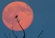 Eclipsă de lună. 6 zodii vor fi cel mai puţin afectate de Luna sângerie. Dezastru pentru celelalte