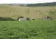 Ce se întâmplă cu mesajul anti-PSD scris pe dealul din Cluj cu tractorul, după discuţiile cu Poliţia