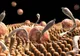 Mare atenție! Acestea sunt simptomele infecţiei cu paraziţi intestinali