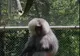 Pavianul cu mantie, pe lista de ,,urgențe'' de la Zoo Reșița