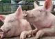 ALERTĂ. Pesta porcină se extinde. Mii de animale, sacrificate