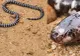 O nouă specie de şarpe veninos, descoperită de cercetători