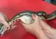 A găsit un şarpe cu o umflătură ciudată. L-a dus la veterinar, e incredibil ce a scos de acolo