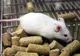 Președintele a promulgat o lege care proteajează animalele folosite în scop științific