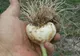 Cum recunoaștem usturoiul românesc. Secrete împărtășite de un cultivator din Buzău