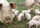 Asociatia Producătorilor de Carne, protest la Ministerul Agriculturii față de sacrificarea porcilor