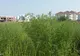 Alergia la ambrozie, cea mai periculoasă plantă. Tot ce trebuie să știi