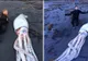 Monstru marin care a pus pe jar turiștii de pe o plajă 