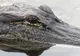 A sărit în apa plină cu crocodili. Credea că-i poate îmblânzi "cu vorba". Ce a urmat este terifiant