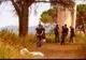 Descoperire macabră în Italia: un român a fost găsit într-o fermă abandonată