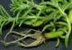 Le calci în picioare, dar îţi pot salva viaţa! Aceste plante vindecă tumorile, hepatita şi ciroza