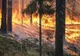 INCENDIU de vegetaţie şi în România. Pompierii intervin în forţă 