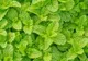 Grădina din bucătărie. Plante aromatice pe care le poţi creşte în casă
