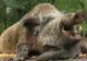 ATENŢIONARE! Vânătoarea mistreţilor şi a prădătorilor poate extinde focarele de pestă porcină 