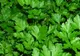 Plante aromatice pe care le poţi creşte în casă. Este uimitor ce poţi face cu ele 