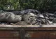 Autoritățile se pregătesc să declare starea de urgență din cauza pestei porcine