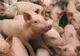 Pesta porcină, confirmată la cea mai mare fermă din România, 140.000 de porci omorâţi