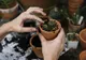 Ce se întâmplă dacă stropești plantele cu apă în care au fiert cartofi