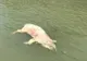 Imagini revoltătoare şi dezgustătoare: cadavre de porci pe Dunăre. AVERTISMENTUL autorităţilor 