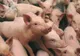 Iohannis intervine în scandalul pestei porcine