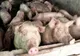 Anunţul mult aşteptat în legătură cu carnea porcilor bolnavi 