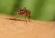 Două noi cazuri de West Nile, confirmate la o femeie şi un copil din Brăila