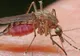Cum să ţii insectele la distanţă. Trucuri spectaculoase