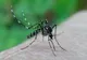 Alertă în România: 6 persoane au murit în urma infecţiei cu virusul West Nile 