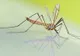 Cum arată cei mai periculoși tânțari. Pot transmite West Nile, Zika, ori malarie