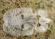 Tigrul platanului. Cât de periculoasă este, de fapt, insecta care îi terorizează pe bucureșteni