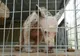 Au salvat un animal misterios. L-au crescut ca pe un câine, dar e ŞOC în ce s-a transformat