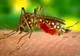 Un bărbat contaminat cu virusul West Nile a murit 
