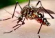 Situație alarmantă în Dolj. Şase noi cazuri de infecție cu virusul West Nile