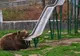 Doi îngrijitori de la Zoo Brașov, atacați de urși. Intervine SMURD