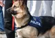 Animalele care au "lucrat la stat", îngrijite şi după pensionare. Senatorii, vot unanim pe proiect