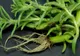 Le calci în picioare, dar îţi pot salva viaţa! Aceste plante vindecă tumorile, hepatita şi ciroza