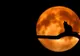 Ritualuri la Luna Plină, din data de 4 decembrie. Te ajută la îndeplinirea dorințelor
