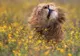 Videoclipul cumpărat de National Geographic cu o sumă colosală. Ce se vede în imagini