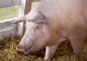 Cum arată un porc bolnav de pestă porcină africană
