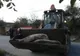 Scene de groază în Giurgiu, porcii dintr-o localitate au fost măcelăriţi