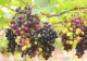Fructul-vedetă al toamnei. Este un adevărat elixir pentru sănătate. Ce boli țin strugurii la distanță