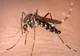 Ultimul bilanţ al victimelor virusului West Nile. Câte persoane au murit în România