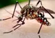 Alertă în Caraș-Severin. A fost confirmat virusul West Nile