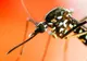 Încă o victimă făcută de virusul West Nile în România. Bilanţul deceselor 