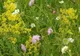 Efectele florilor de fân asupra sănătăţii