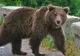 Când autorităţile recurg la cea mai simplă soluţie: un alt urs va fi împuşcat 